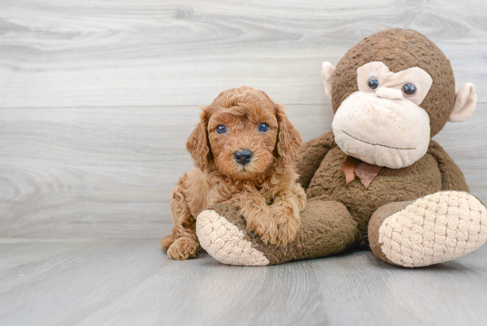 Best Cavapoo Baby