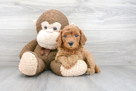 Cavapoo Puppy for Adoption