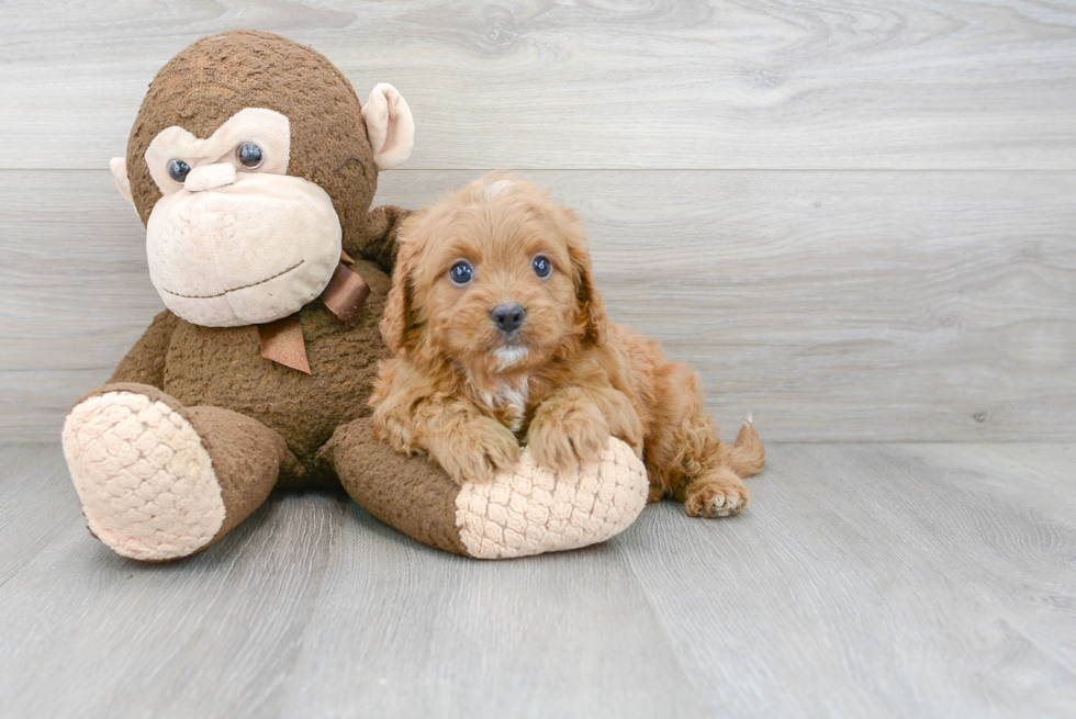 Petite Cavapoo Poodle Mix Pup