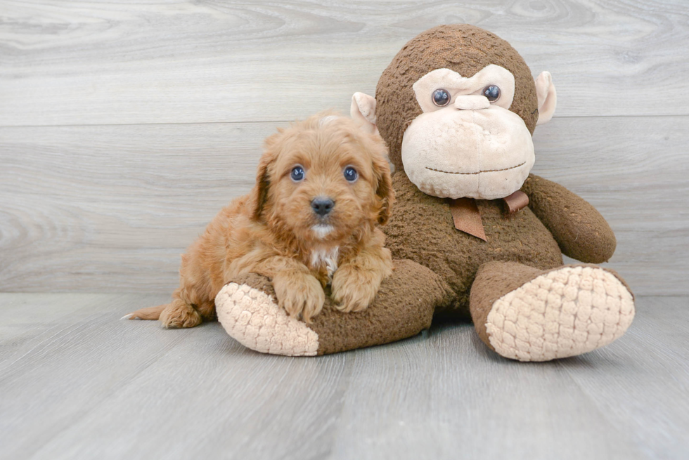 Best Cavapoo Baby