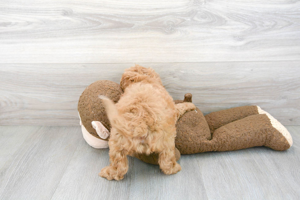 Popular Cavapoo Poodle Mix Pup