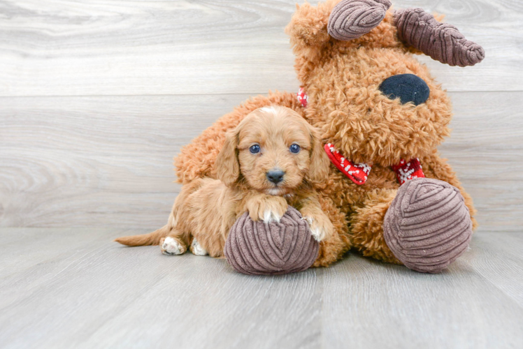 Cute Cavapoo Poodle Mix Pup