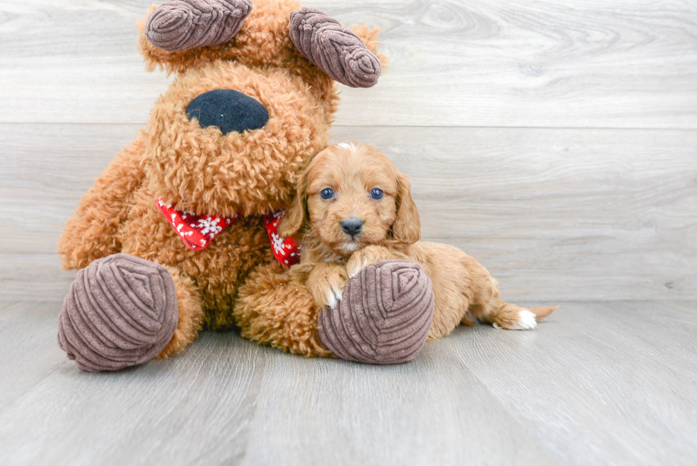 Cavapoo Puppy for Adoption