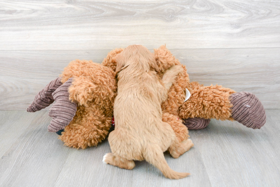 Cute Cavapoo Poodle Mix Pup