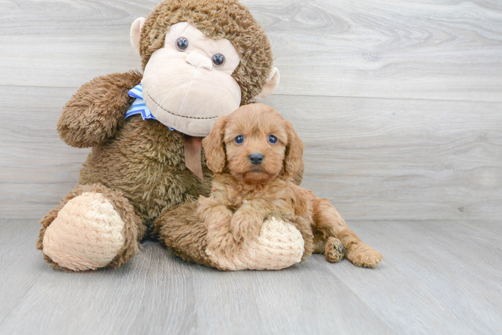 Best Cavapoo Baby