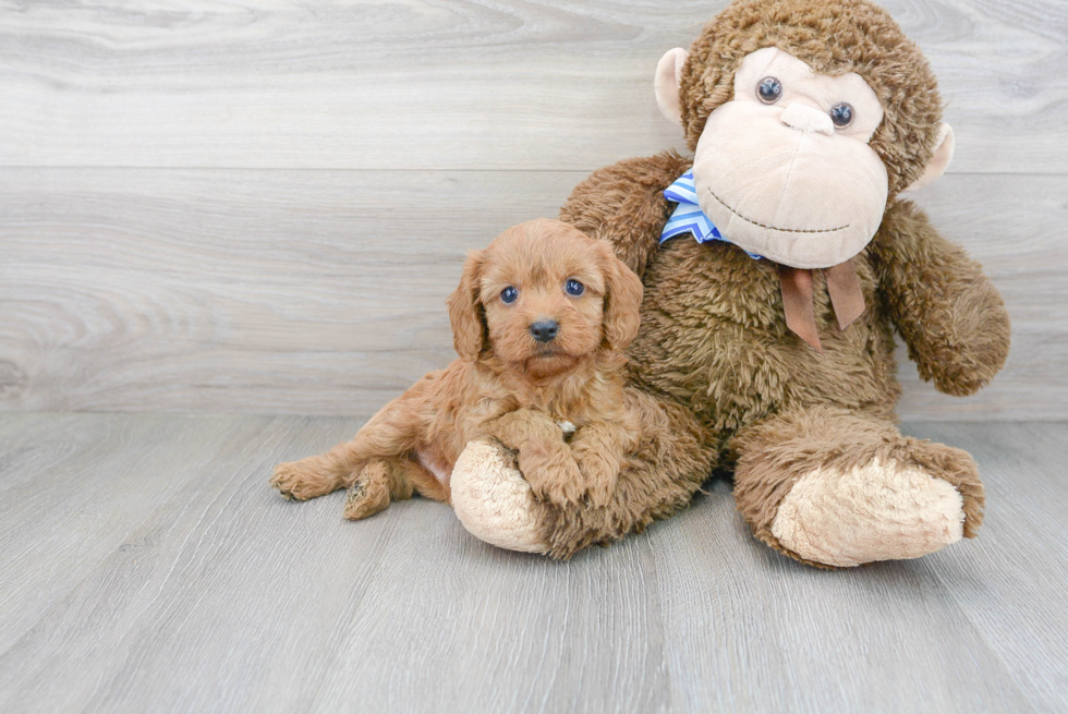 Cavapoo Puppy for Adoption