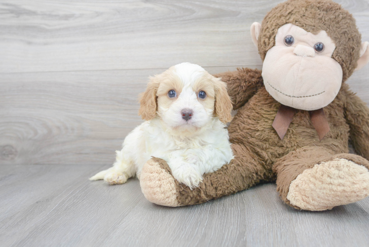 Best Cavapoo Baby