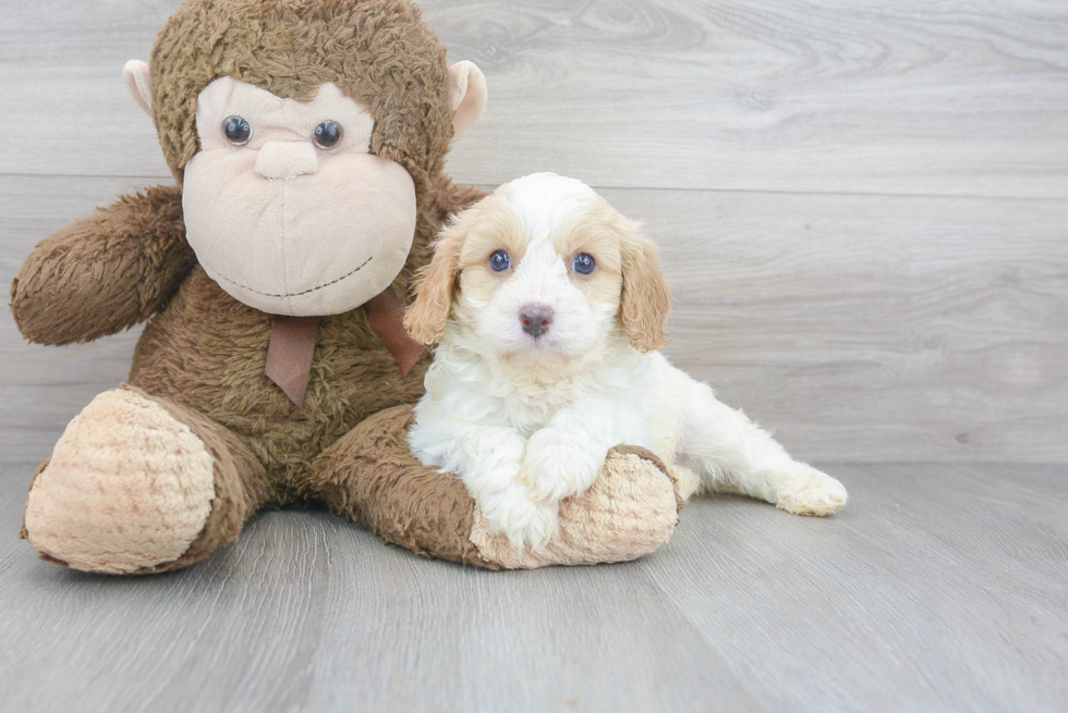 Happy Cavapoo Baby