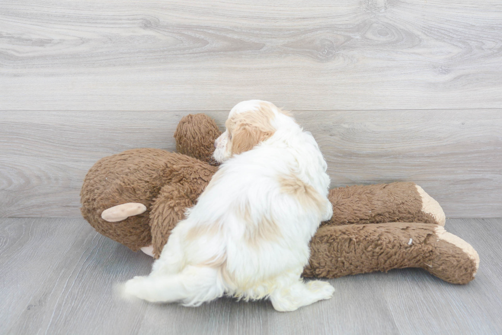 Cavapoo Pup Being Cute