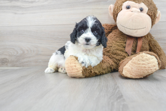 Best Cavapoo Baby