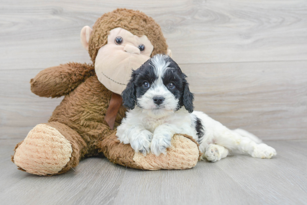 Happy Cavapoo Baby