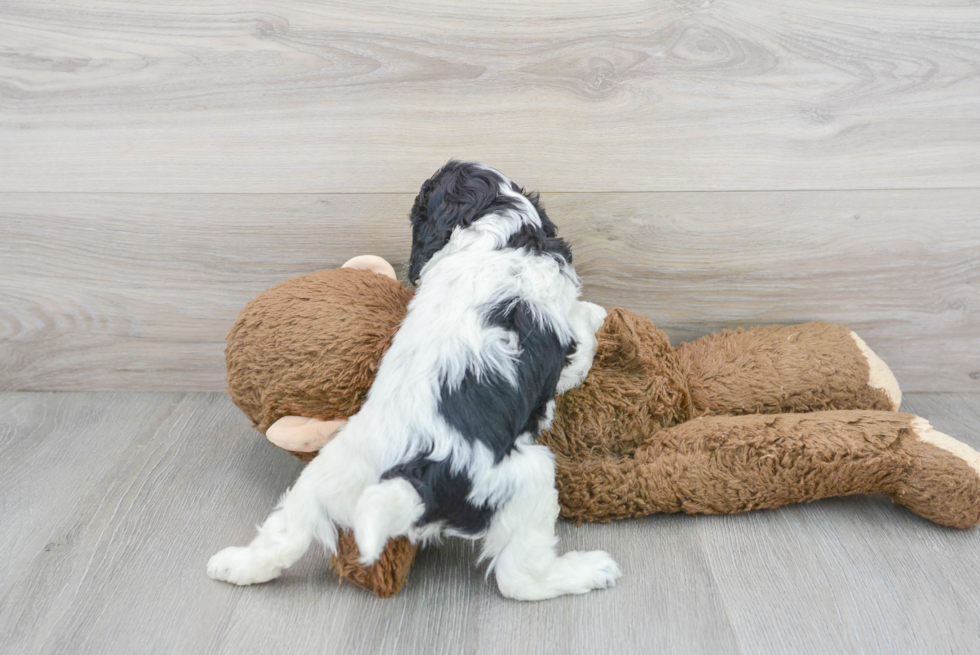 Hypoallergenic Cavoodle Poodle Mix Puppy