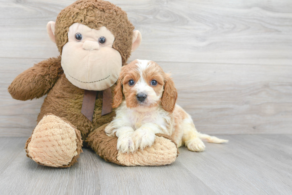 Cavapoo Pup Being Cute