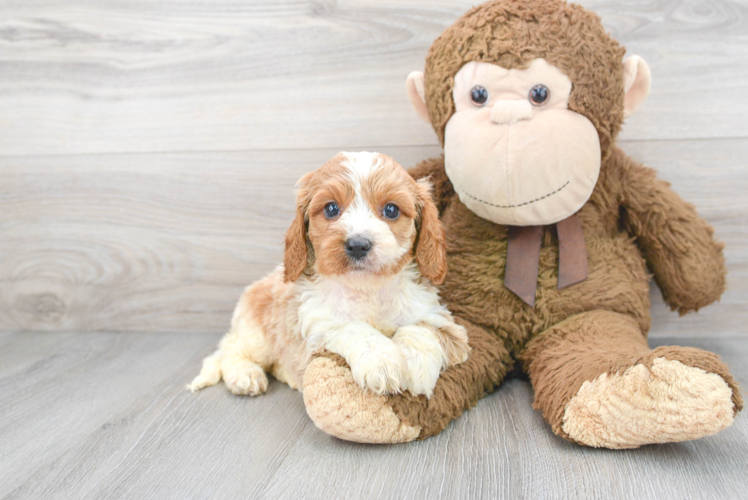 Smart Cavapoo Poodle Mix Pup