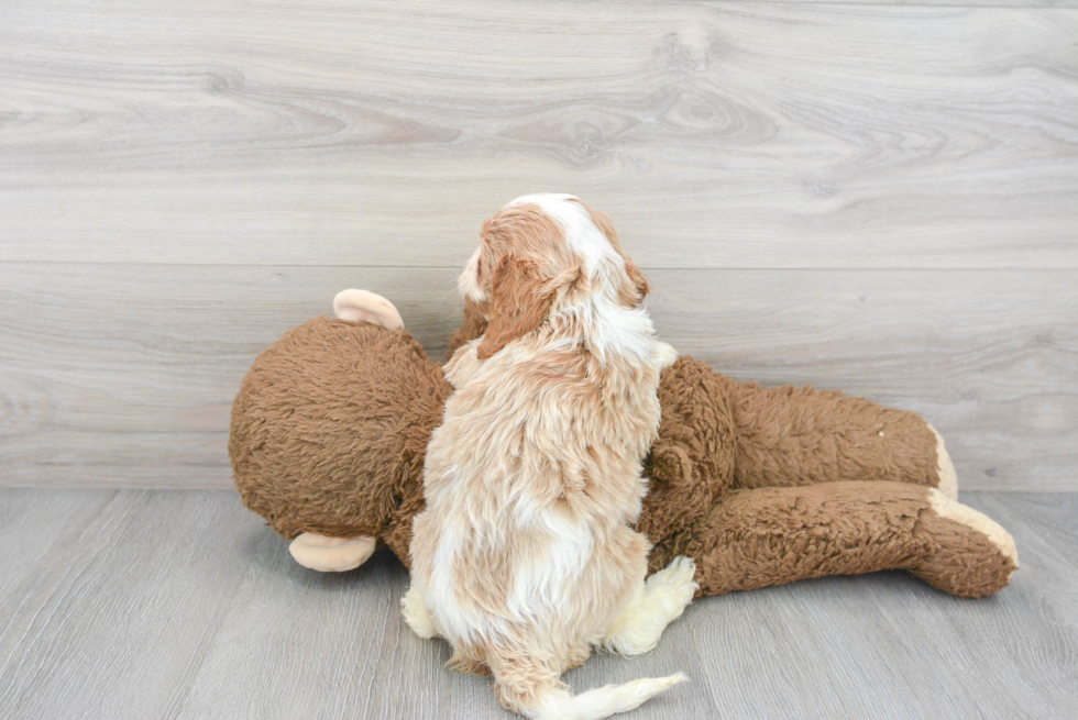 Popular Cavapoo Poodle Mix Pup