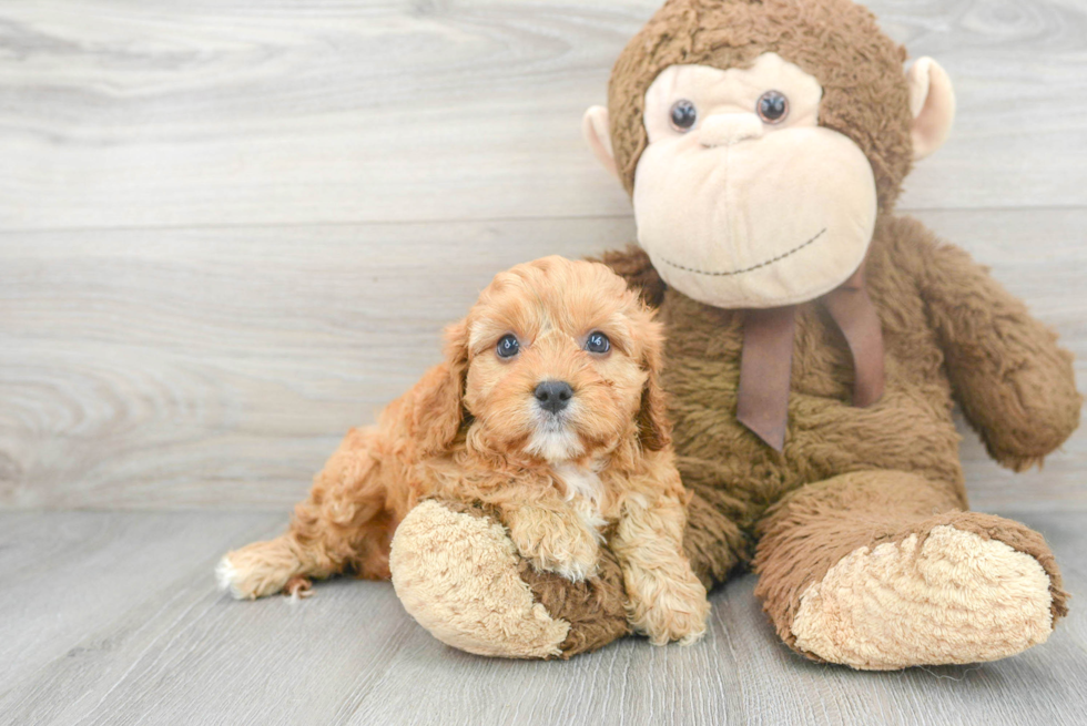 Cute Cavapoo Baby