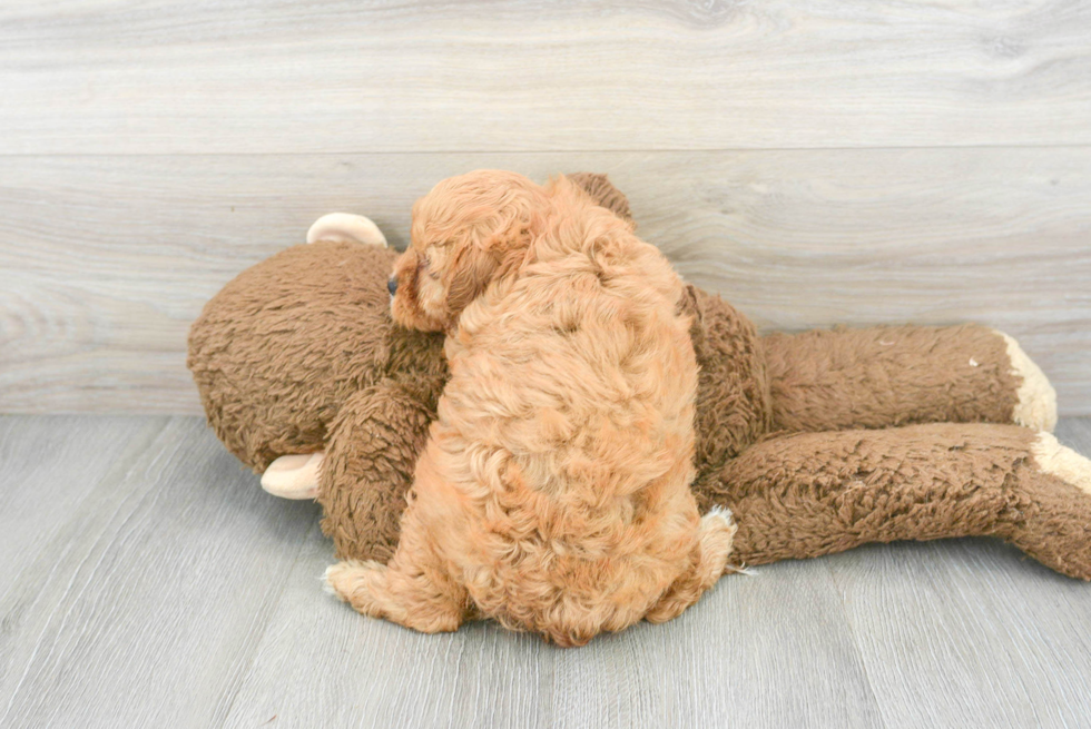 Hypoallergenic Cavoodle Poodle Mix Puppy