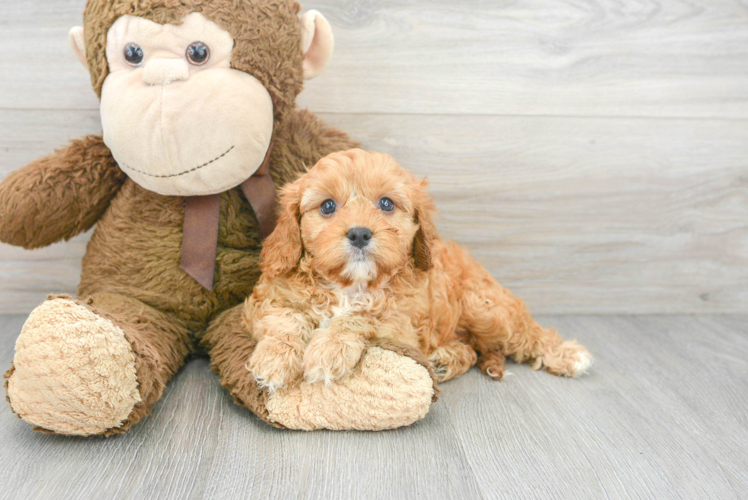 Fluffy Cavapoo Poodle Mix Pup