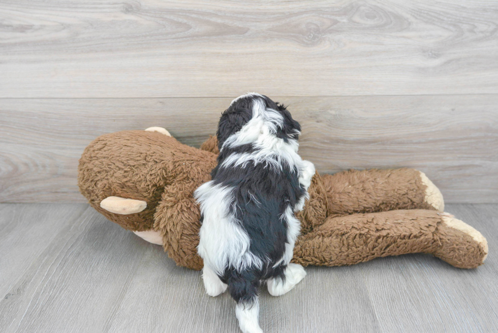 Cavapoo Puppy for Adoption