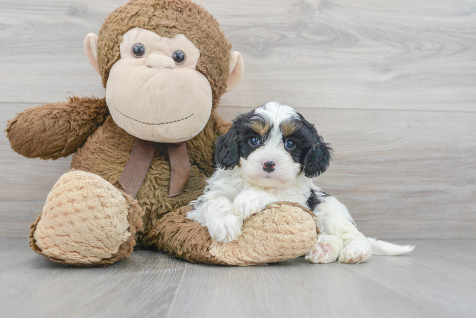 Petite Cavapoo Poodle Mix Pup