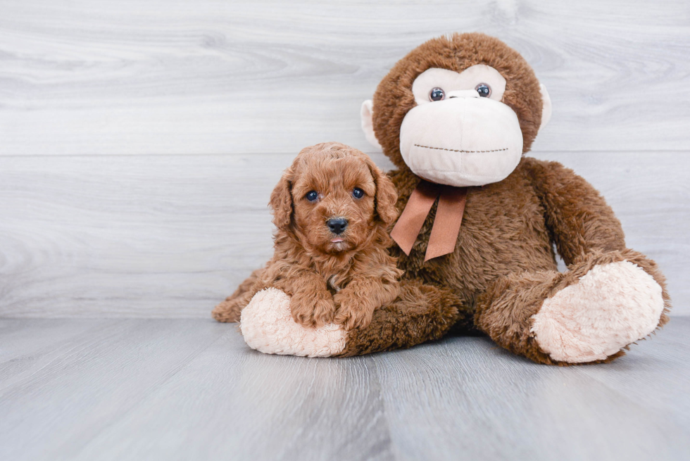 Petite Cavapoo Poodle Mix Pup