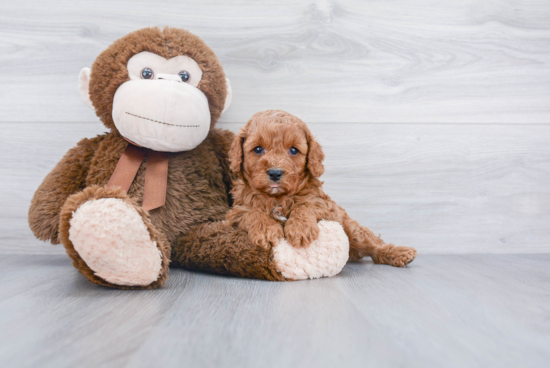 Best Cavapoo Baby