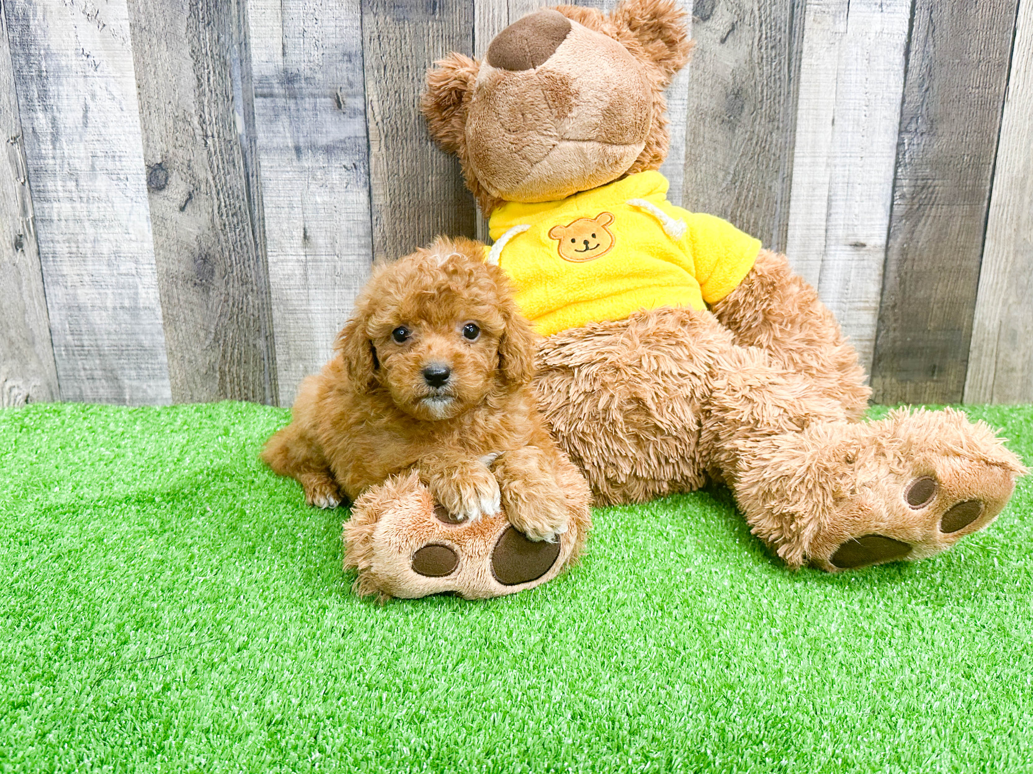 Cavapoo Pup Being Cute
