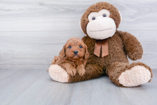 Little Cavoodle Poodle Mix Puppy