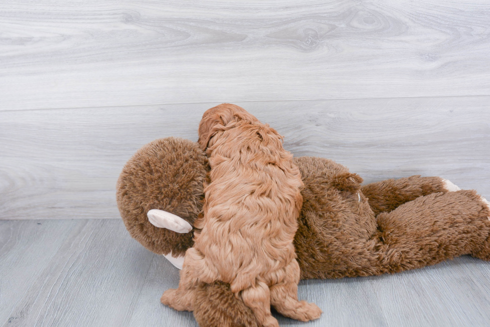 Cavapoo Pup Being Cute