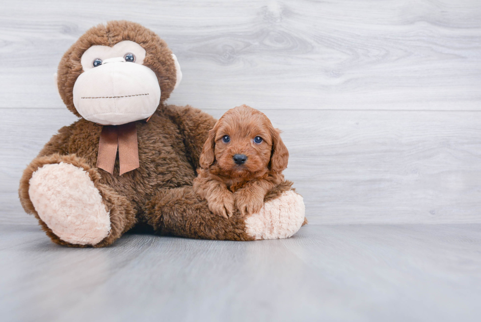 Cavapoo Puppy for Adoption