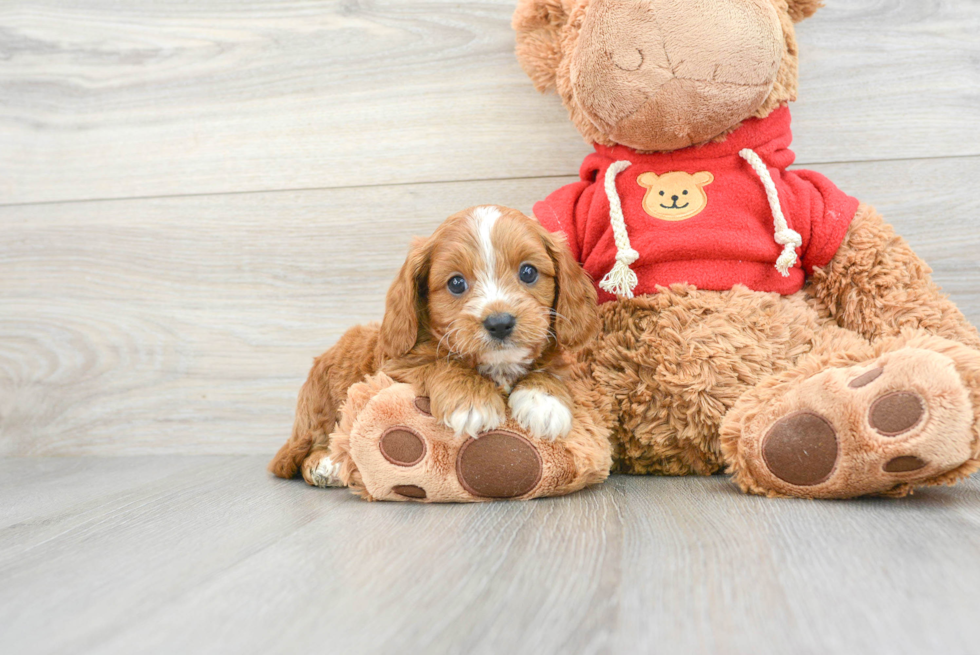 Best Cavapoo Baby