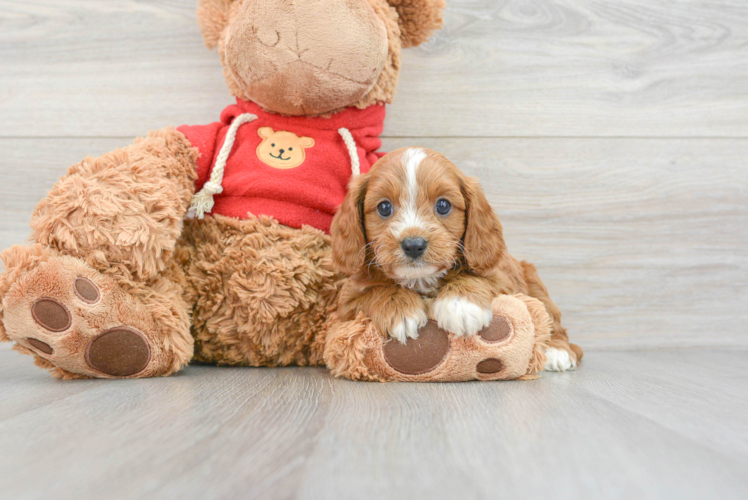 Hypoallergenic Cavoodle Poodle Mix Puppy