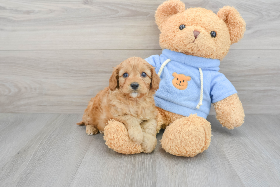 Cavapoo Puppy for Adoption