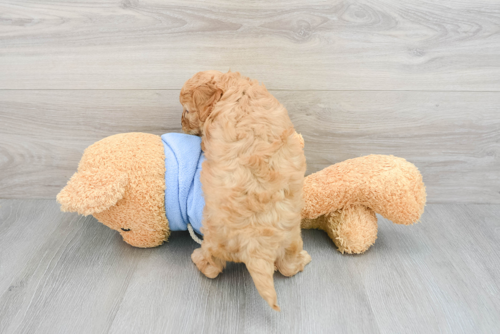 Playful Cavoodle Poodle Mix Puppy