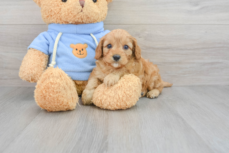 Friendly Cavapoo Baby