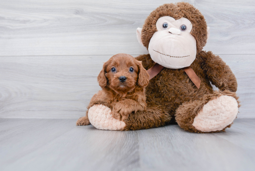 Sweet Cavapoo Baby