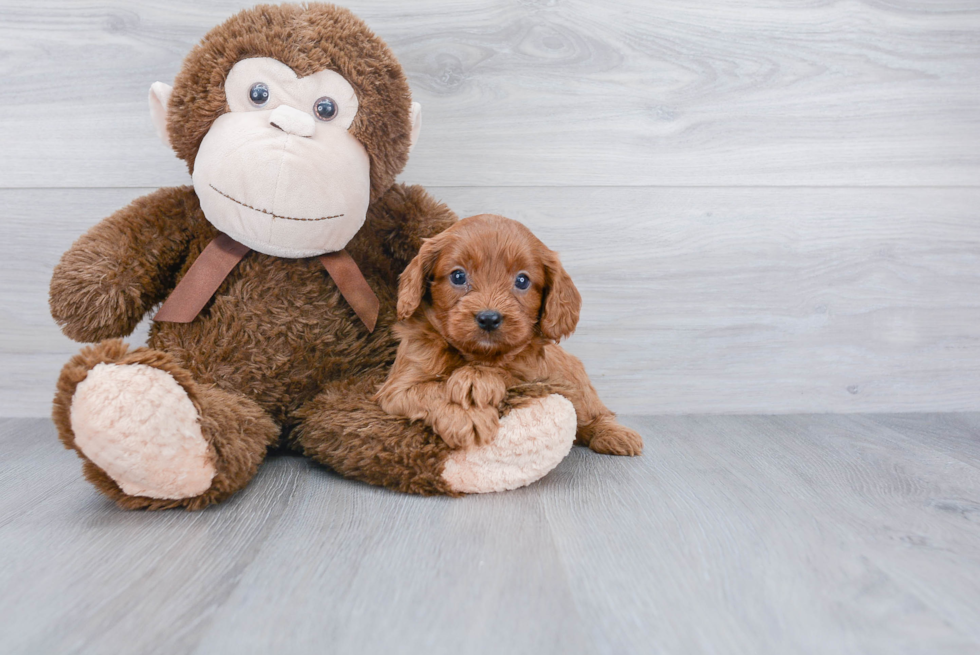 Cavapoo Pup Being Cute