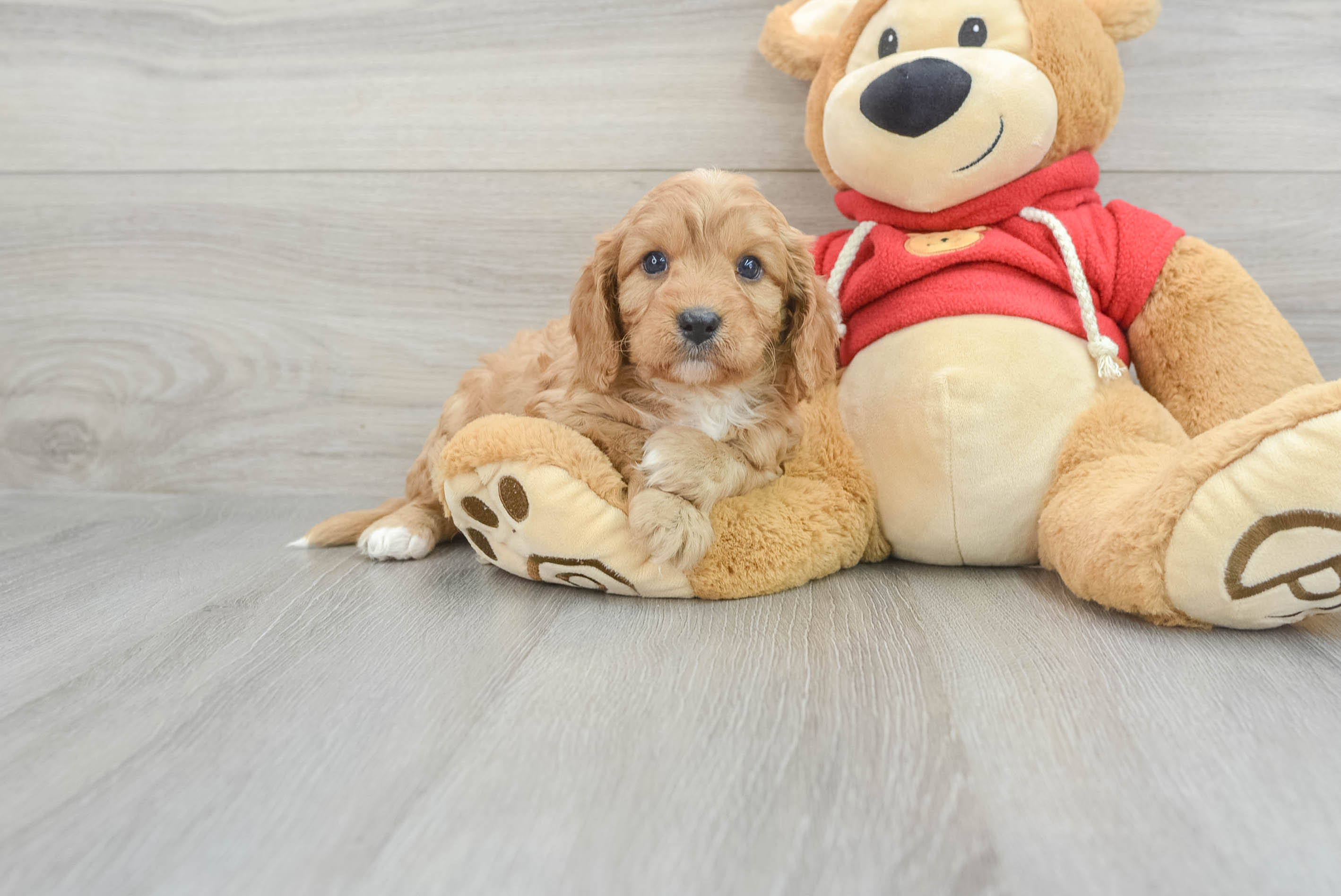 Petite Cavapoo Poodle Mix Pup