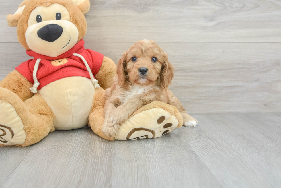 Adorable Cavoodle Poodle Mix Puppy