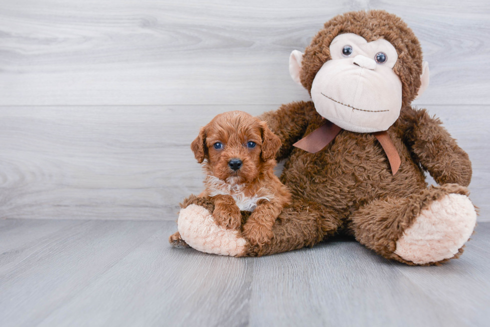 Cavapoo Puppy for Adoption