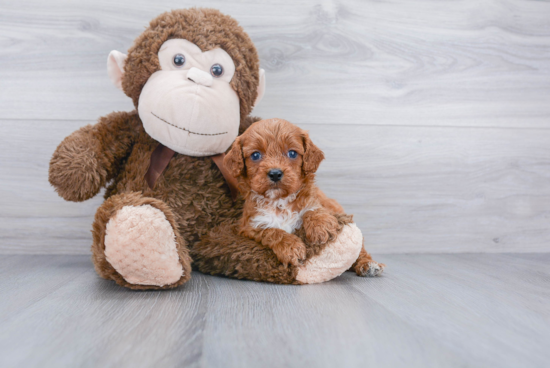 Cavapoo Pup Being Cute