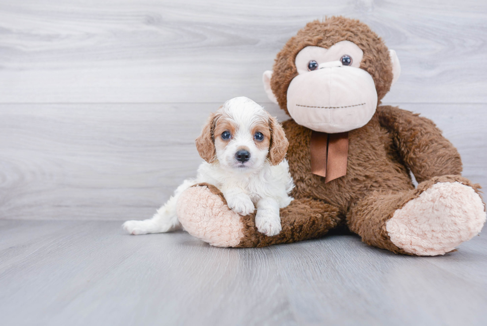 Best Cavapoo Baby