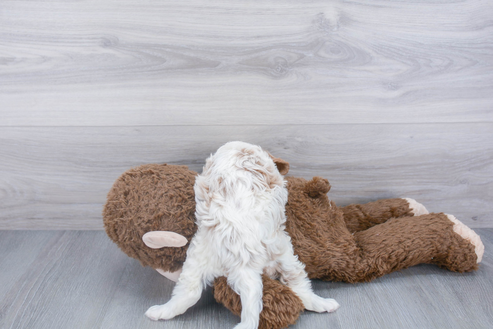 Cavapoo Pup Being Cute