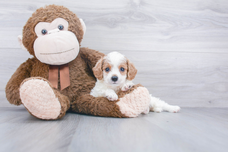 Cavapoo Puppy for Adoption