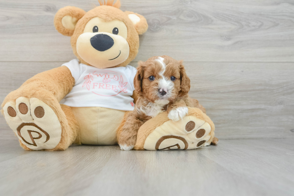 Cavapoo Pup Being Cute