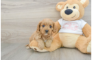 Best Cavapoo Baby