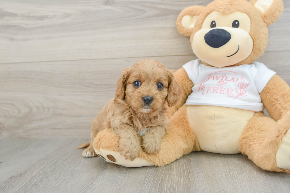 Best Cavapoo Baby