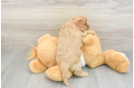 Cavapoo Pup Being Cute