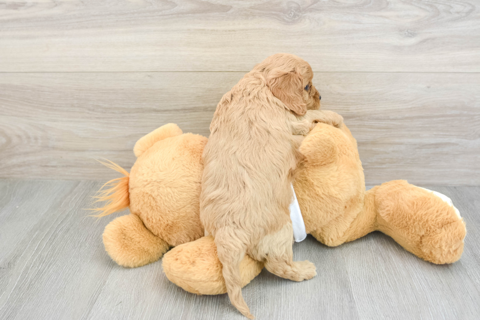 Cavapoo Pup Being Cute