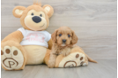 Sweet Cavapoo Baby